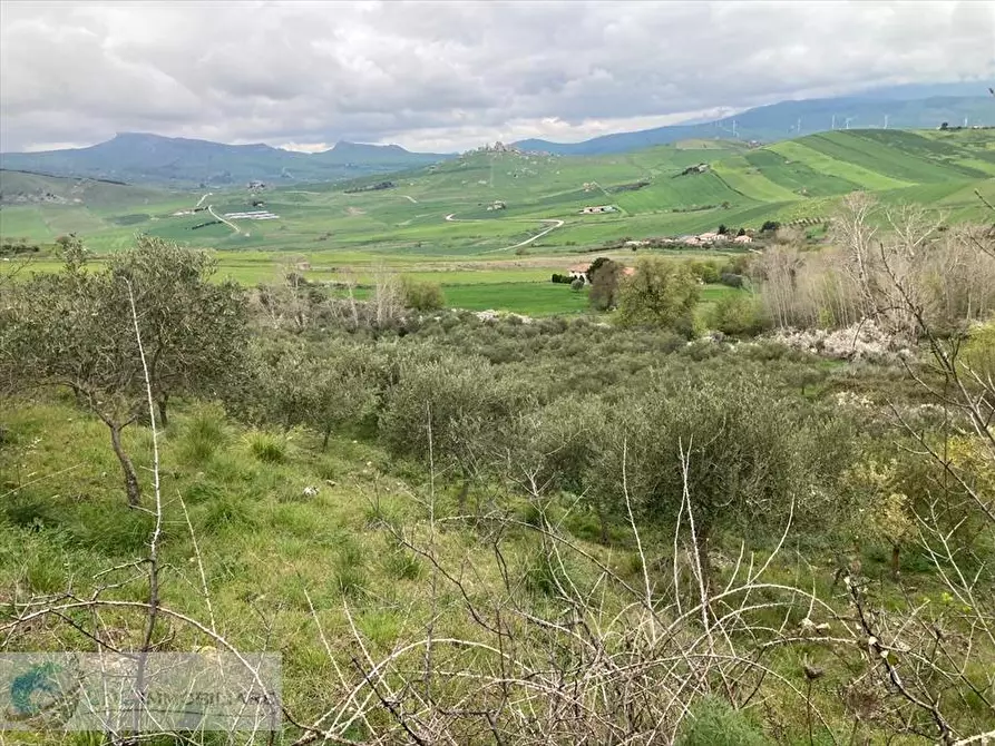 Immagine 4 di Terreno agricolo in vendita  in contrada Sotto La Rocca a Prizzi