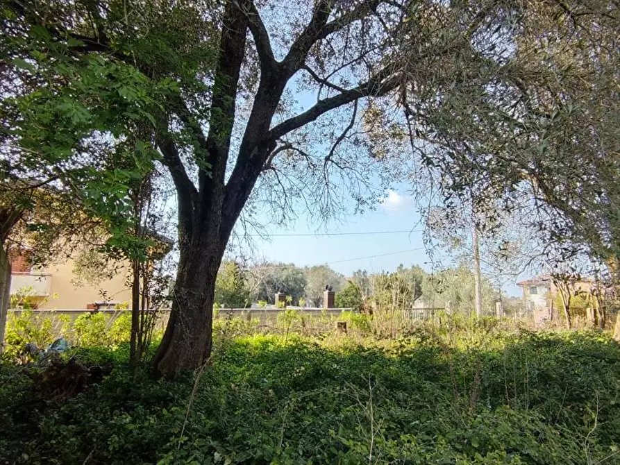 Immagine 12 di Terreno agricolo in vendita  a Taurianova