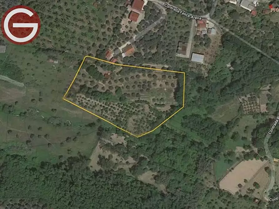 Immagine 14 di Terreno agricolo in vendita  a San Giorgio Morgeto