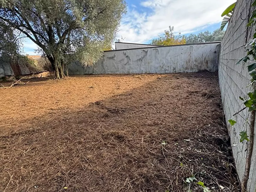 Immagine 3 di Terreno agricolo in vendita  a Taurianova