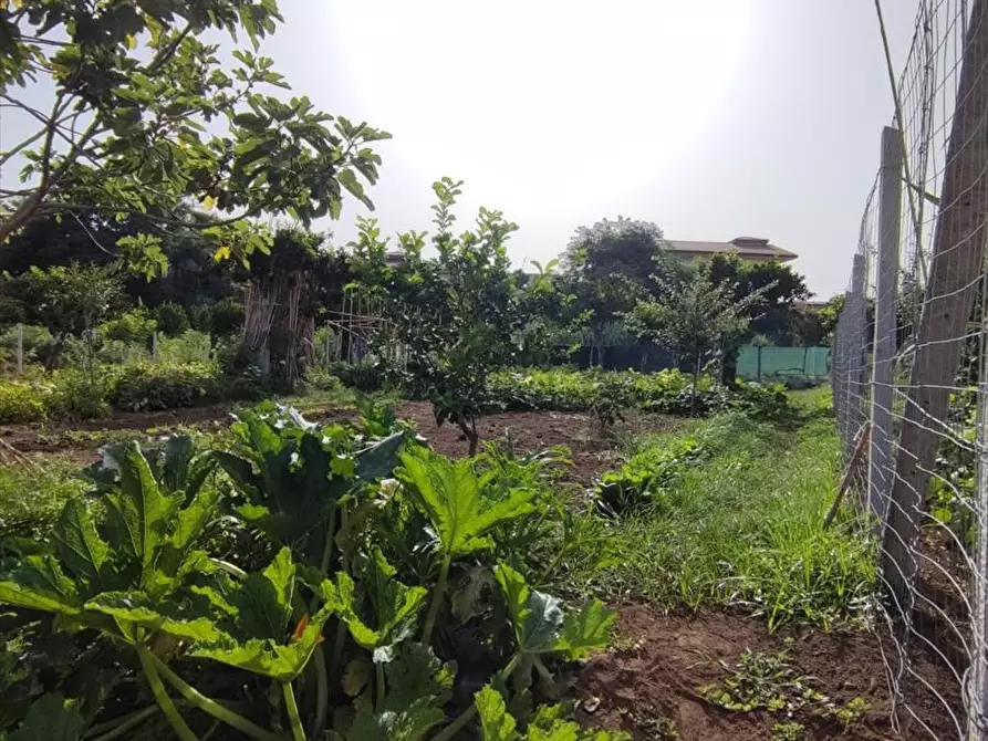 Immagine 6 di Terreno agricolo in vendita  a Taurianova