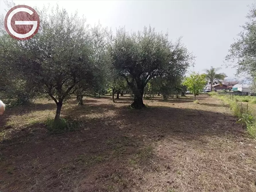 Immagine 6 di Terreno edificabile in vendita  a Taurianova