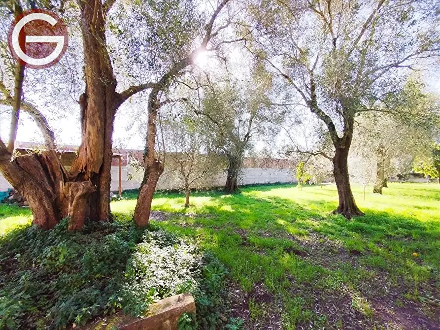 Immagine 8 di Agriturismo in vendita  a Taurianova