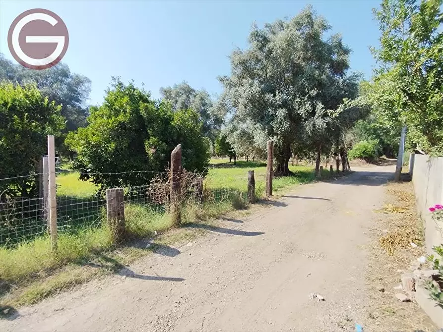 Immagine 3 di Terreno agricolo in vendita  a Taurianova