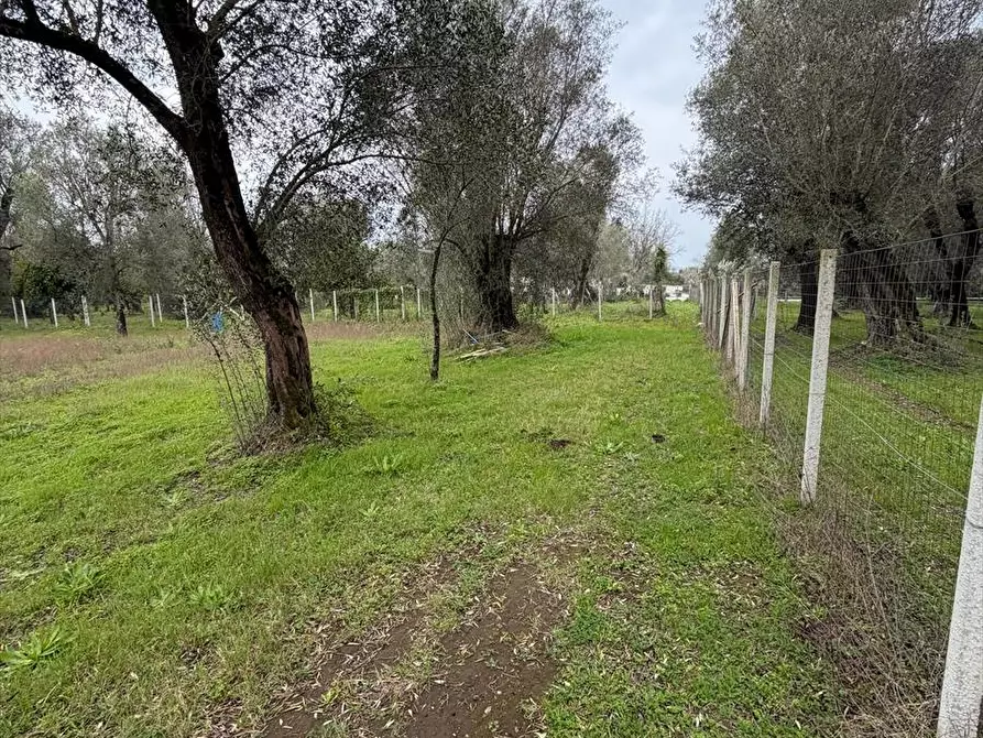 Immagine 6 di Terreno agricolo in vendita  a Taurianova
