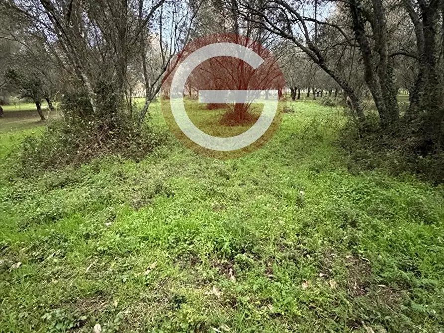 Immagine 4 di Terreno agricolo in vendita  a Cittanova