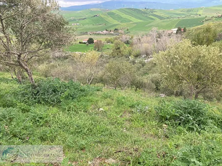 Immagine 3 di Terreno agricolo in vendita  in contrada Sotto La Rocca a Prizzi