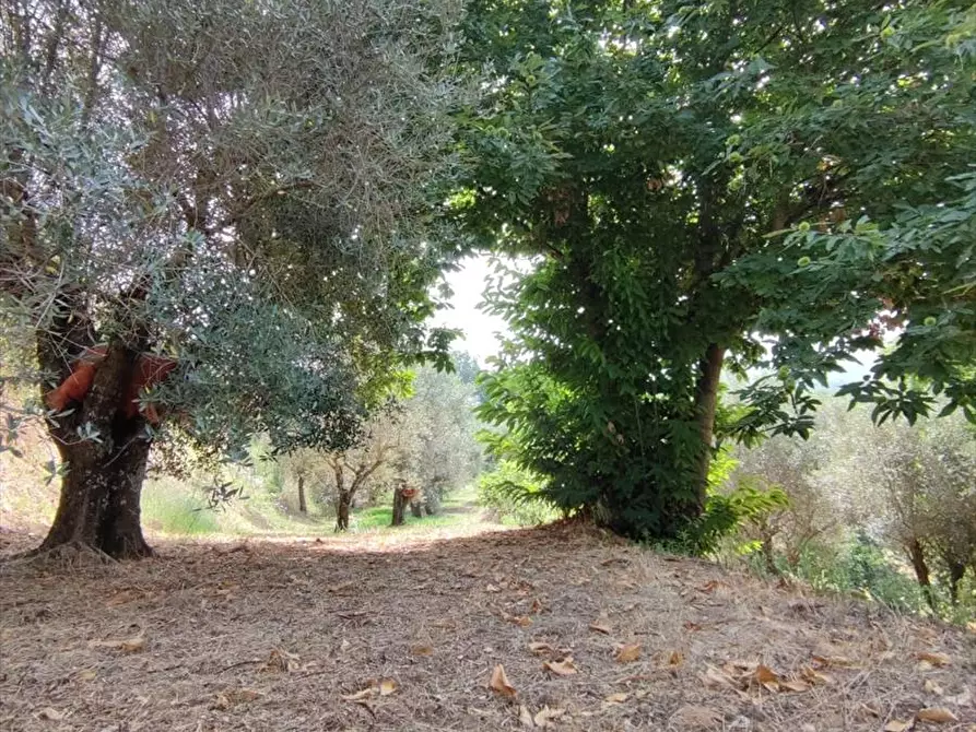 Immagine 7 di Terreno agricolo in vendita  a San Giorgio Morgeto