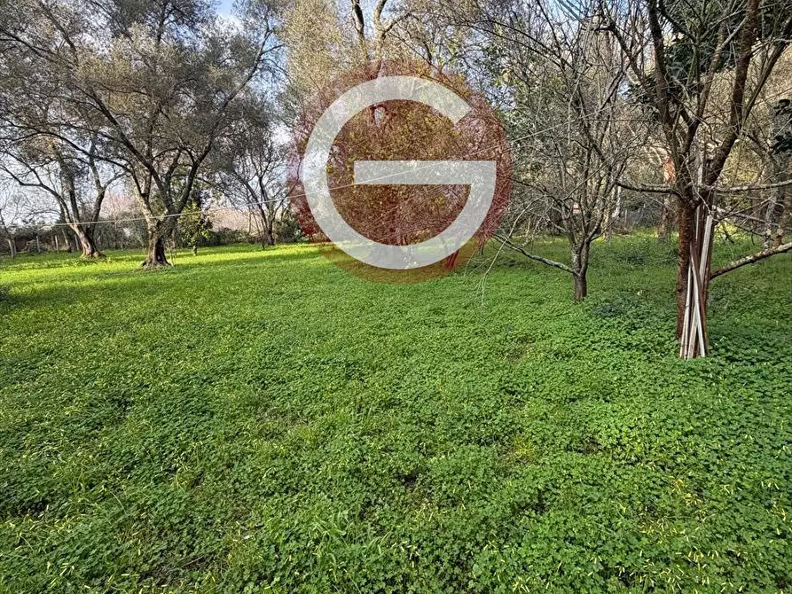 Immagine 10 di Terreno agricolo in vendita  a Taurianova