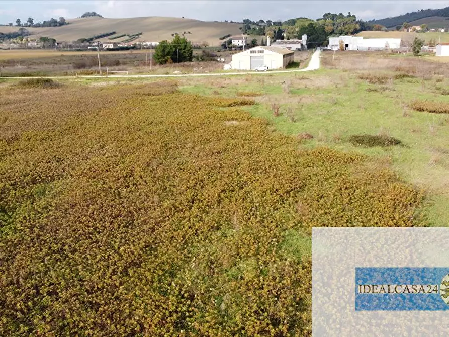 Immagine 29 di Terreno agricolo in vendita  in Treia C.da Chiaravalle snc a Treia