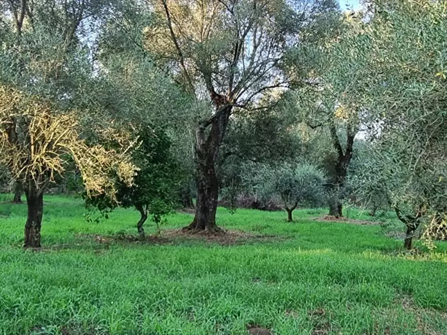 Immagine 2 di Terreno agricolo in vendita  a Taurianova