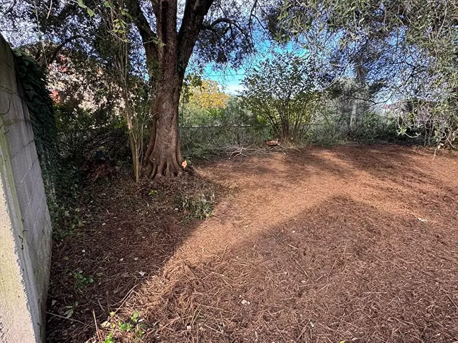 Immagine 5 di Terreno agricolo in vendita  a Taurianova