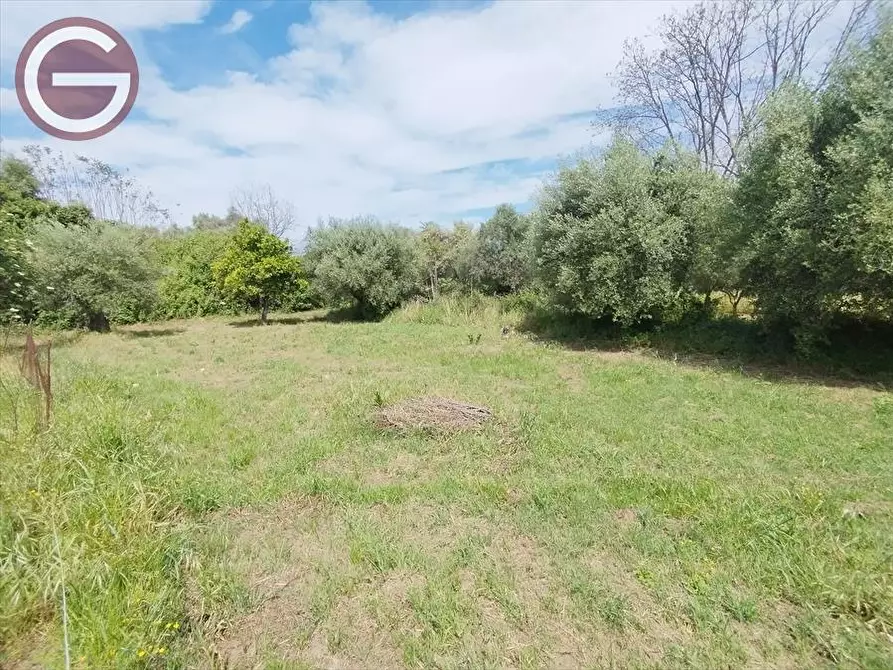 Immagine 3 di Terreno agricolo in vendita  a Taurianova