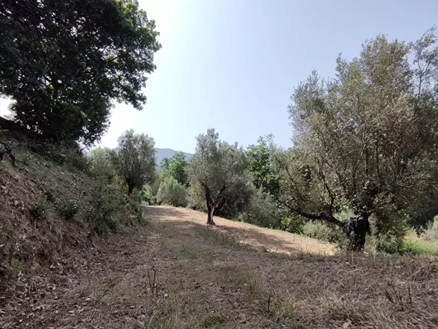 Immagine 8 di Terreno agricolo in vendita  a San Giorgio Morgeto