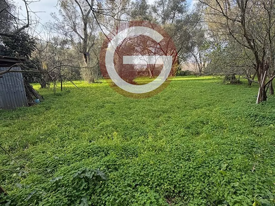 Immagine 3 di Terreno agricolo in vendita  a Taurianova
