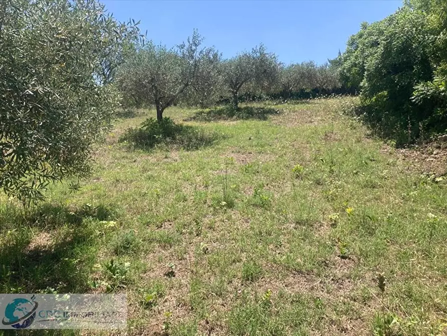 Immagine 4 di Terreno agricolo in vendita  in SP 79 a Castronovo Di Sicilia
