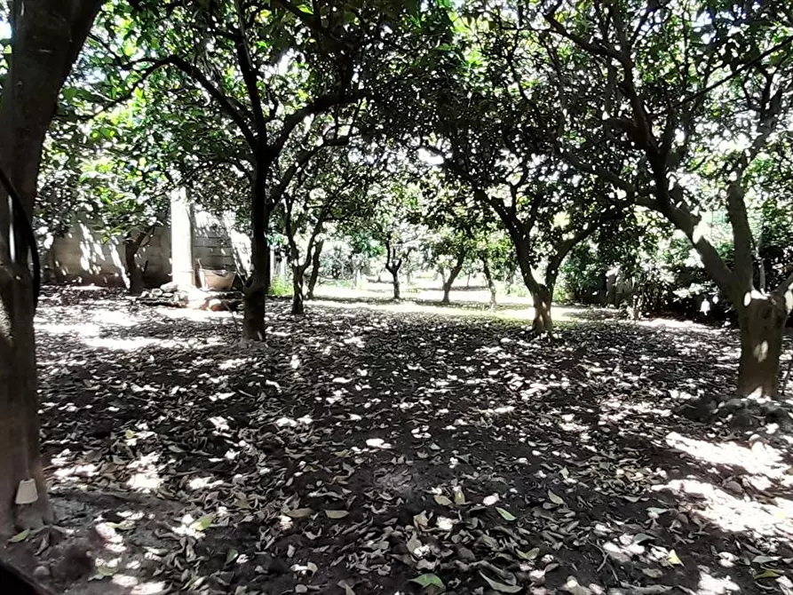 Immagine 4 di Terreno edificabile in vendita  a Polistena