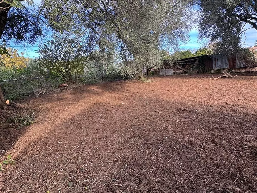 Immagine 10 di Terreno agricolo in vendita  a Taurianova