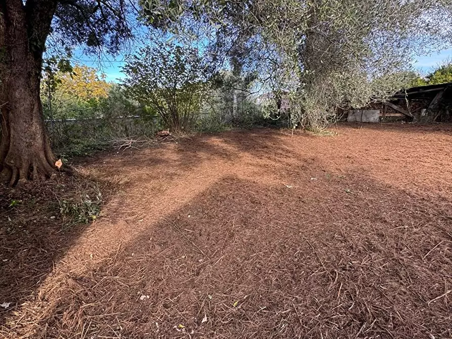 Immagine 6 di Terreno agricolo in vendita  a Taurianova