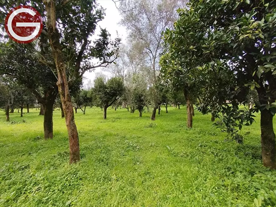 Immagine 1 di Terreno agricolo in vendita  a Cittanova