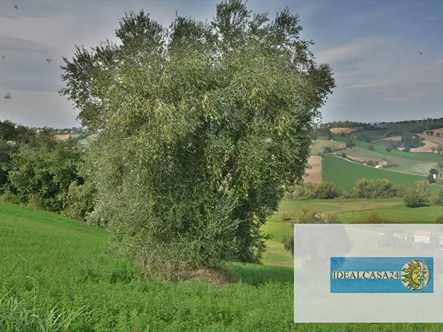 Immagine 24 di Terreno agricolo in vendita  in Corridonia Contrada Ponte tavola a Corridonia