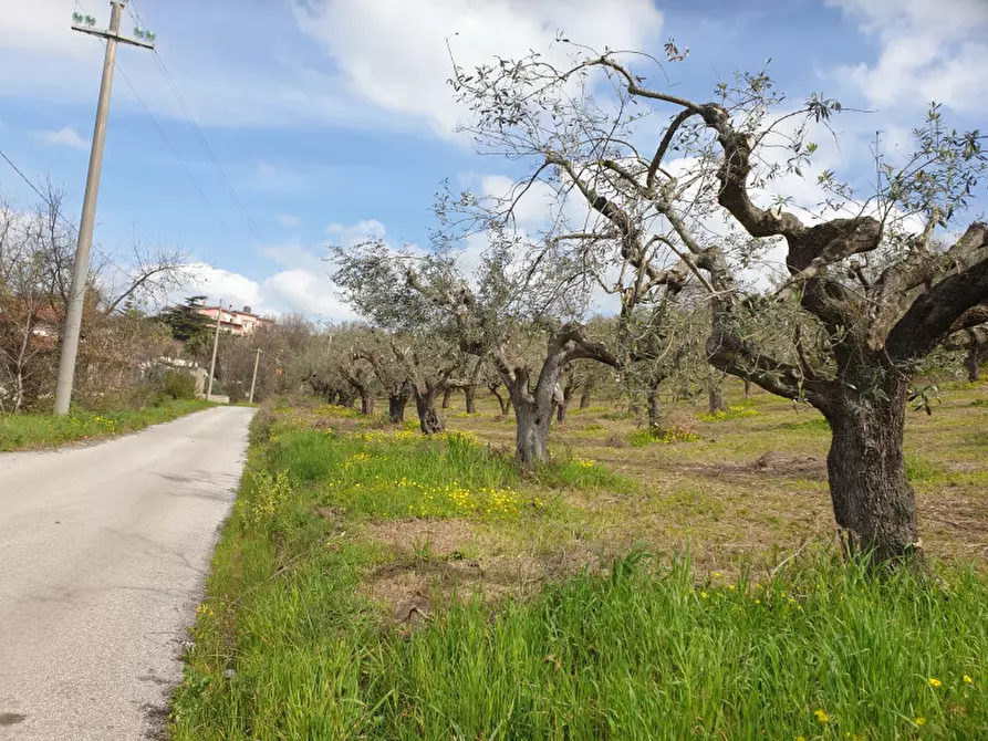 Immagine 1 di Terreno agricolo in vendita  in Via Monteverde a Albanella