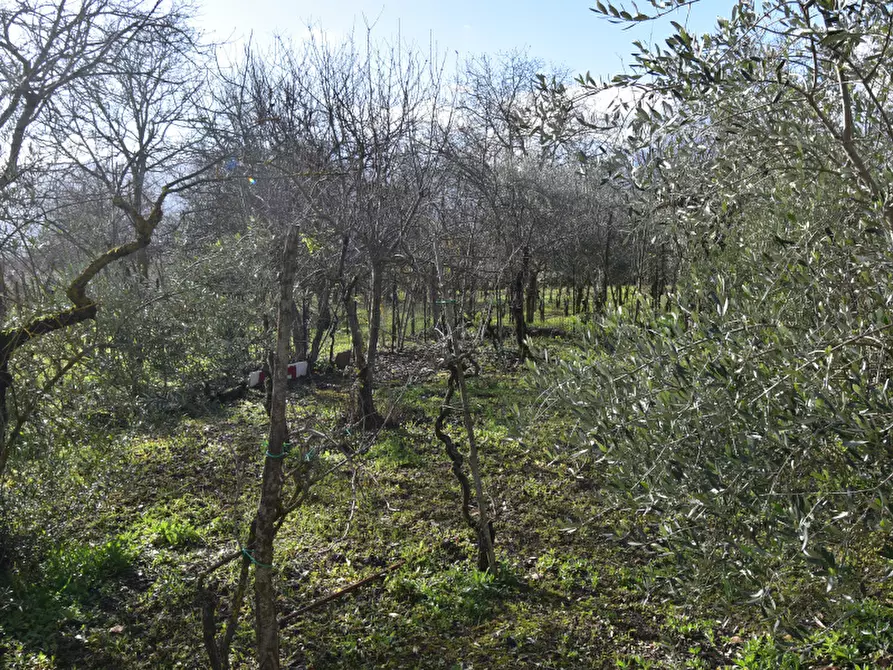 Immagine 3 di Terreno agricolo in vendita  in Via Viscigliete a Sala Consilina
