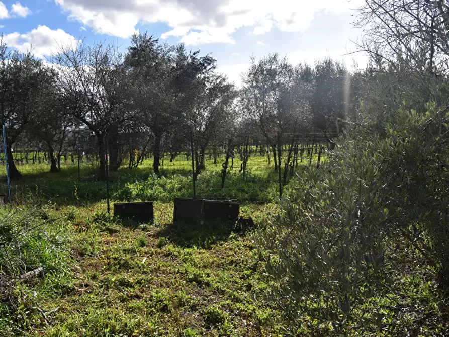 Immagine 7 di Terreno agricolo in vendita  in Via Viscigliete a Sala Consilina