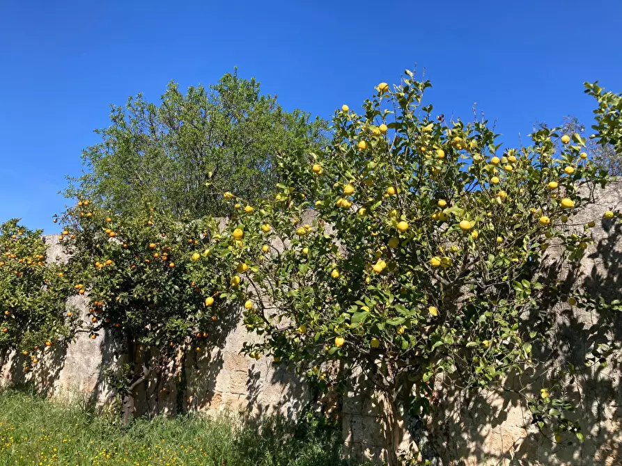 Immagine 8 di Villa in vendita  in Contrada Casalino a Francavilla Fontana
