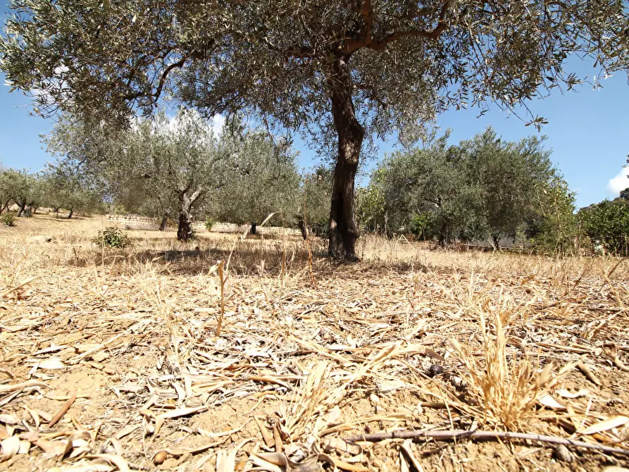 Immagine 19 di Villa in vendita  in Strada Vicinale Lanzirotti Monte a Bagheria