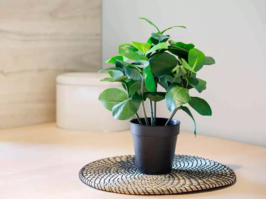 Immagine 8 di Camera in affitto  in Via Dalmazia6 a Milano