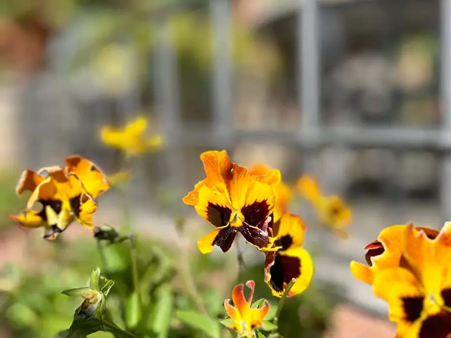 Immagine 33 di Appartamento in affitto  in Via Antonio Cesari39 a Roma