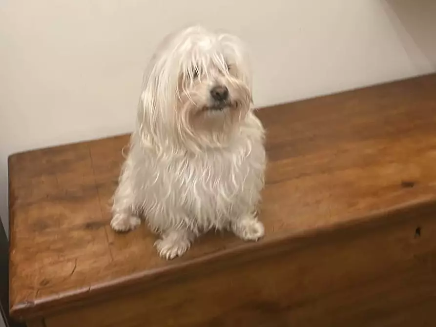 Immagine 10 di Camera in affitto  in Viale delle Medaglie d'Oro163 a Roma