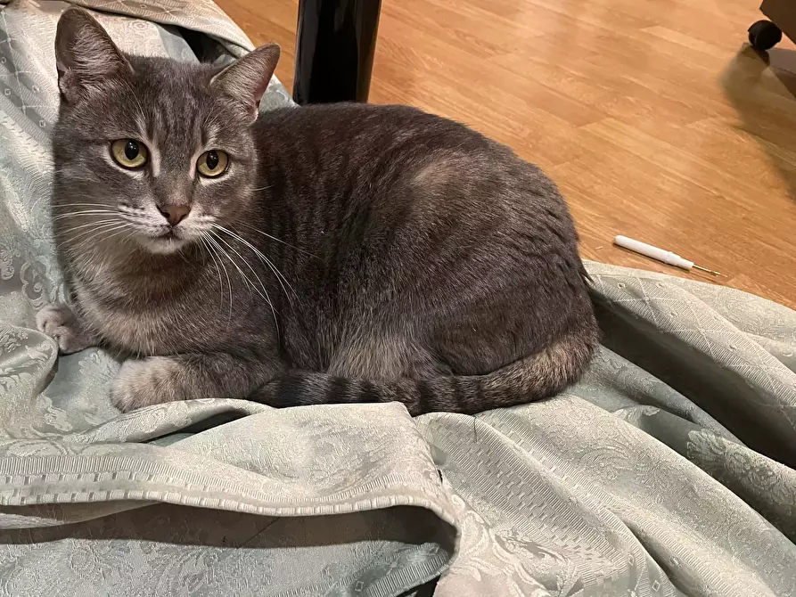 Immagine 6 di Camera in affitto  in Via Vito la Mantia14 a Palermo