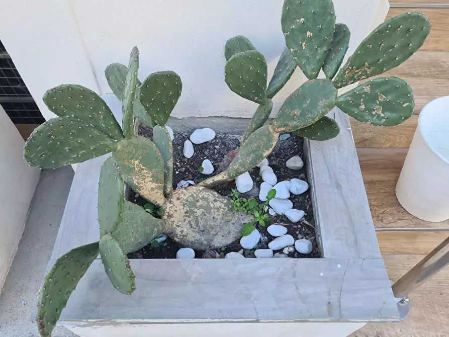 Immagine 23 di Camera in affitto  in Viale Pomezia3 a Rimini