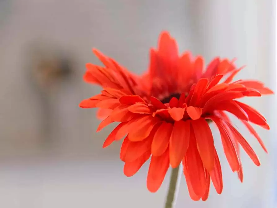 Immagine 18 di Camera in affitto  in Via Sulmona23 a Milano