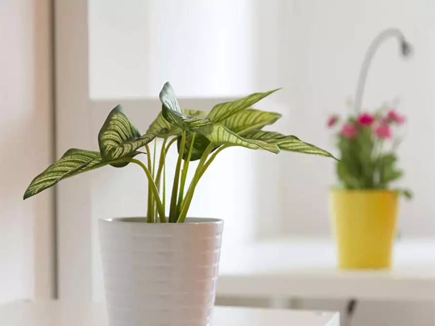 Immagine 1 di Camera in affitto  in Via Salvatore Barzilai15 a Milano