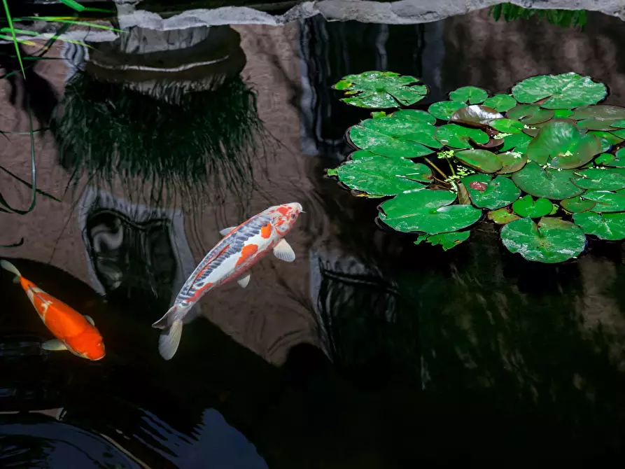 Immagine 21 di Appartamento in affitto  in Via Appia Pignatelli a Roma