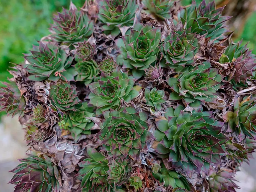 Immagine 18 di Appartamento in affitto  in Via del Rondone22 a Bologna