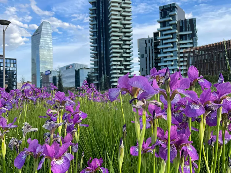 Immagine 22 di Appartamento in affitto  in Via Confalonieri5 a Milano