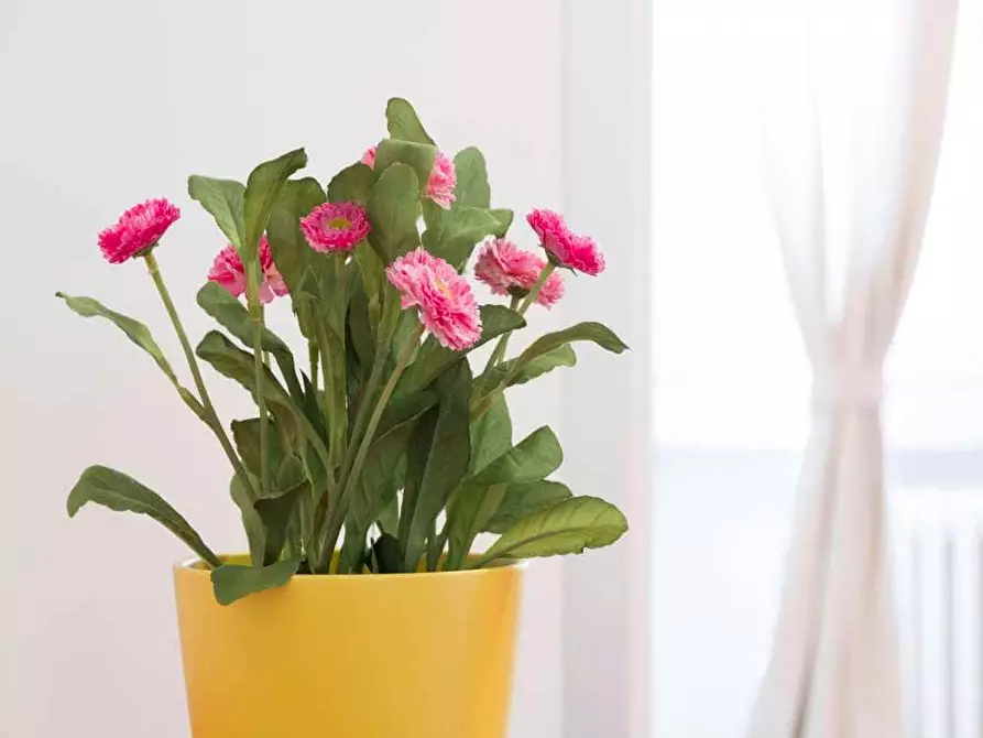 Immagine 29 di Camera in affitto  in Viale Coni Zugna27 a Milano