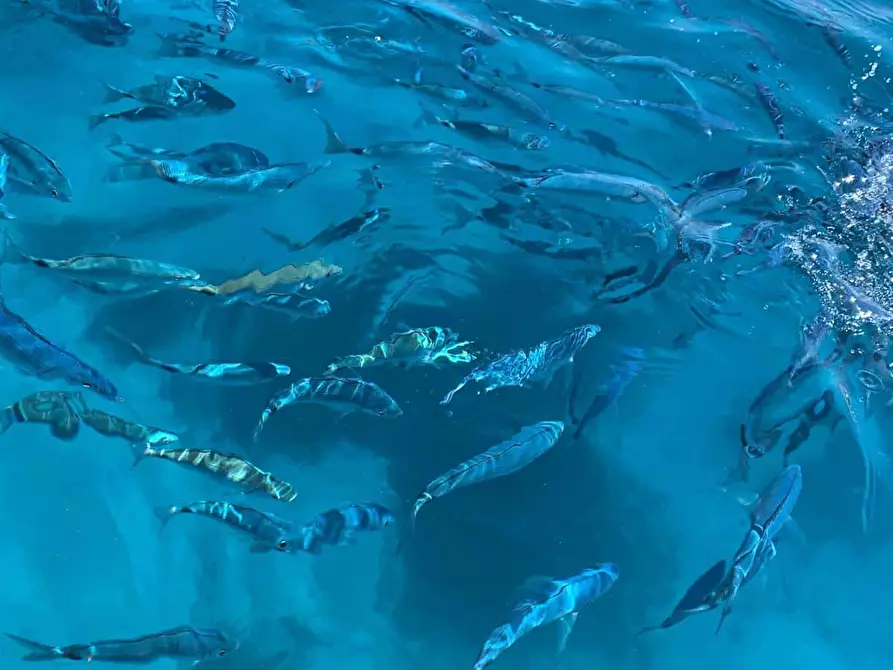 Immagine 16 di Appartamento in affitto  in Via Barrettini1 a La Maddalena