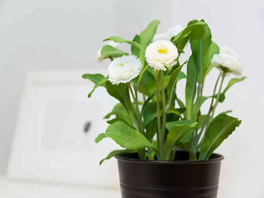 Immagine 3 di Camera in affitto  in Via Bartolomeo D'Alviano11 a Milano