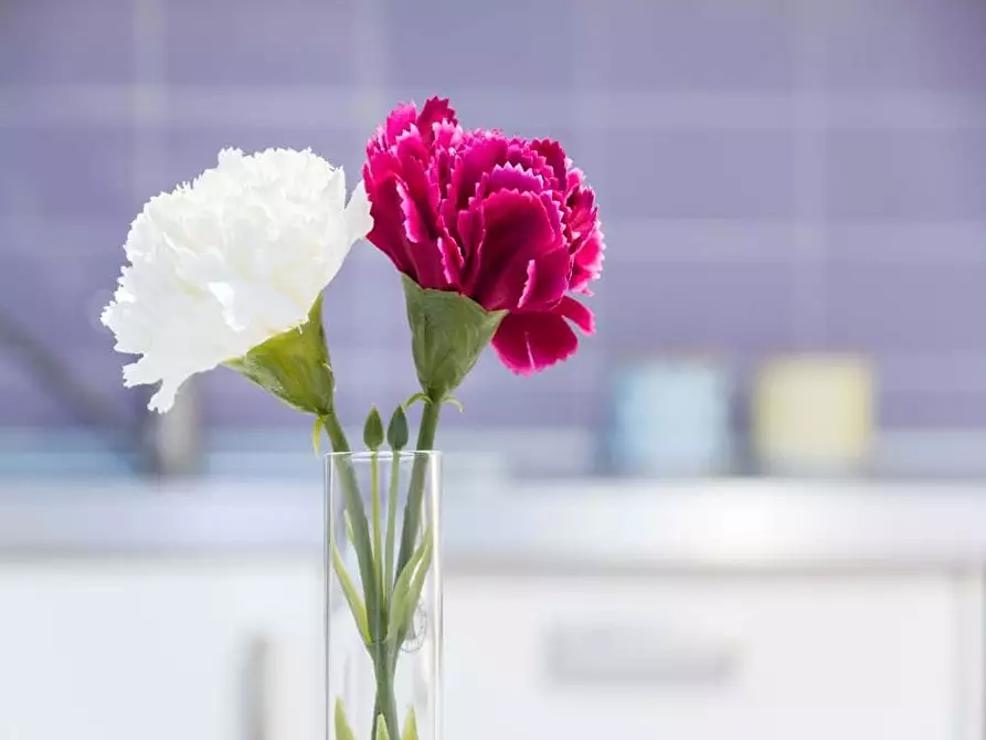 Immagine 16 di Camera in affitto  in Via Bartolomeo D'Alviano11 a Milano