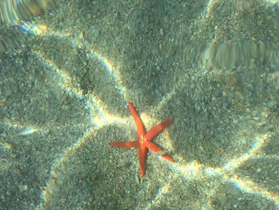 Immagine 15 di Appartamento in affitto  in Via Barrettini1 a La Maddalena