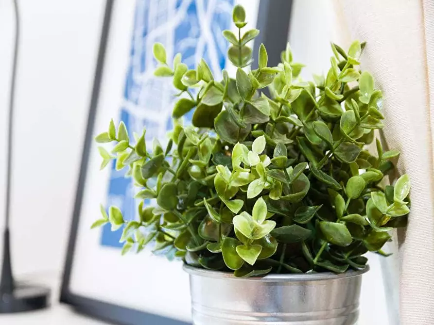 Immagine 7 di Camera in affitto  in Via Salvatore Barzilai13 a Milano