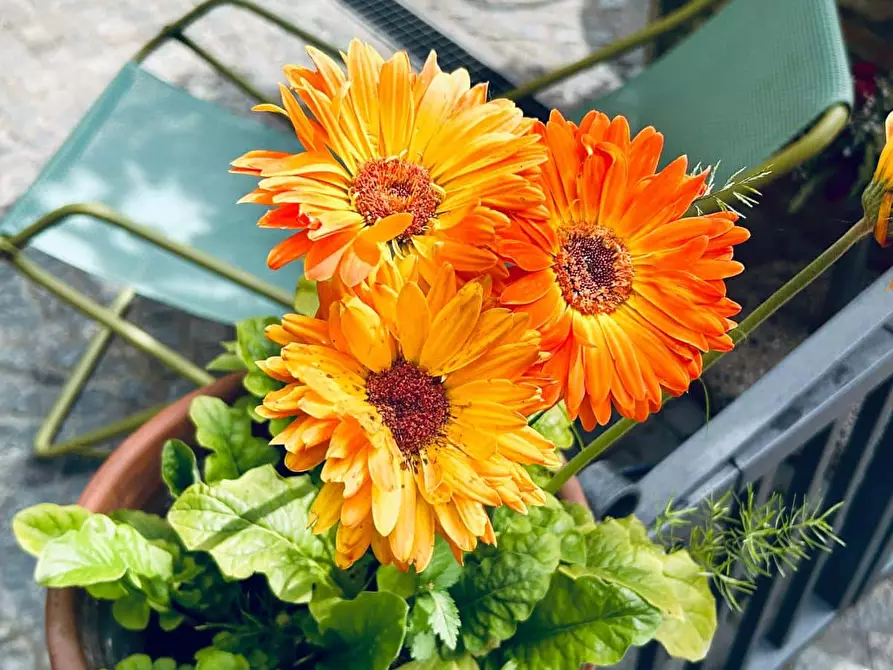 Immagine 20 di Appartamento in affitto  in Via Antonio Cesari39 a Roma