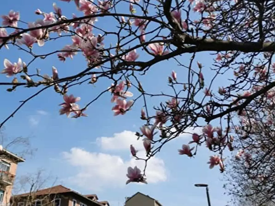 Immagine 19 di Camera in affitto  in Piazza Tancredi Galimberti25 a Torino