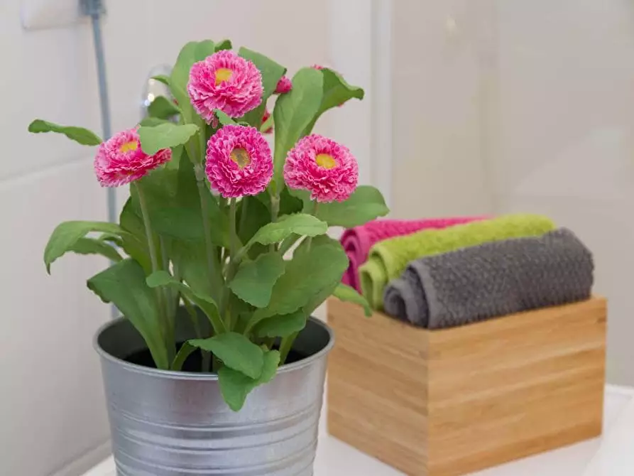 Immagine 22 di Camera in affitto  in Via Carlo Farini40 a Milano