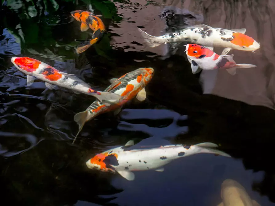 Immagine 27 di Appartamento in affitto  in Via Appia Pignatelli a Roma